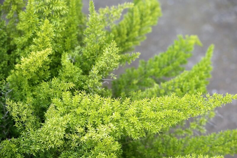 foxtail fern, asparagus desinflorus, plant, green, garden, nature, outdoor, foxtail fern, foxtail fern, foxtail fern, foxtail fern, foxtail fern