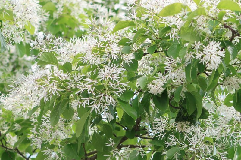 plant, natural, leaf, flower wallpaper, flower background, flowers, summer, nature, chionanthus retusus, what a monja tree, beautiful flowers, wood, branch, white, flowering, outdoors