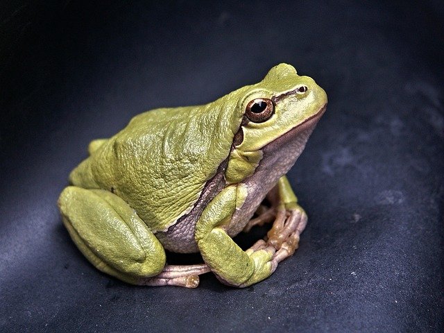 Frog on Pond Liner