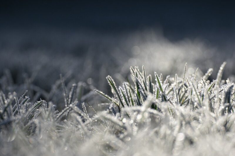 icing, grass, morning frost, cold, nature, frost, frozen, illuminated, shine, reflection, cold, frost, frost, frost, frost, frost