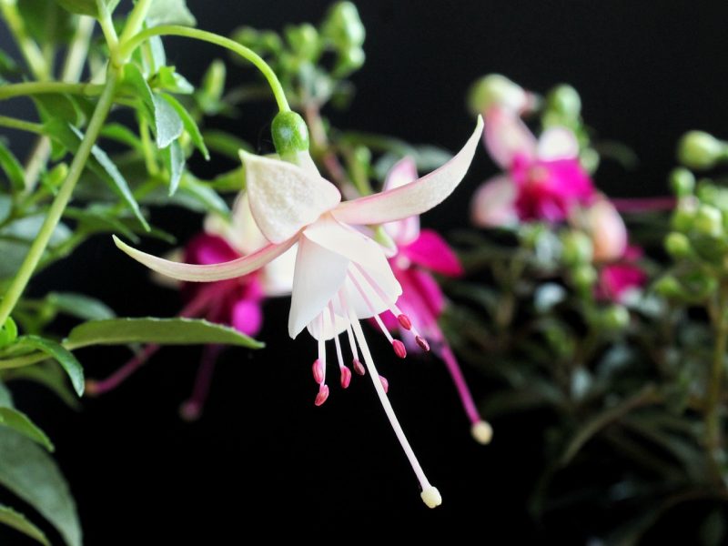 fuchsia, white, flower