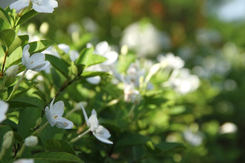 gardenia, flower, white, natural, green, floral, fresh, gardenia, gardenia, gardenia, gardenia, gardenia