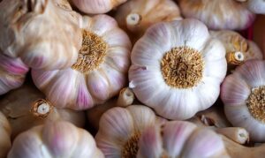 What Not To Plant With Garlic