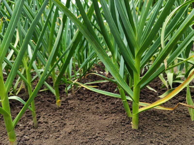 garlic plant