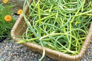 Harvesting Garlic Scapes