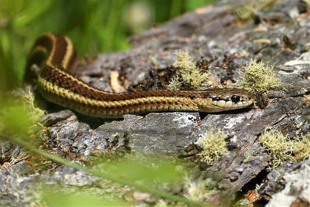 garter snake on rock