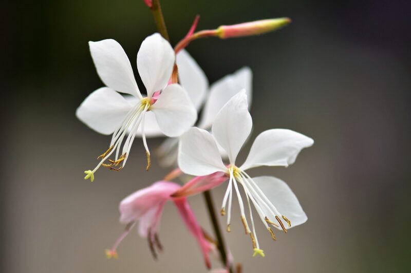 ghaura, splendid candle, beautiful flowers, plant, flower, blossom, bloom, white, garden plant, blooming, flower background, flower wallpaper, gaura lindheimeri, nature, garden, pink