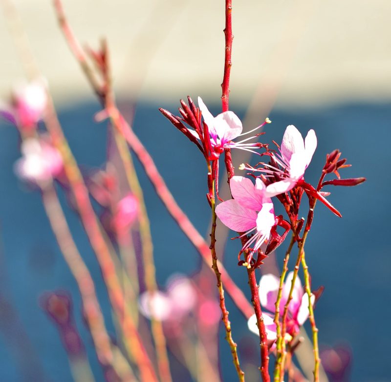 flowers, bloom, beautiful flowers