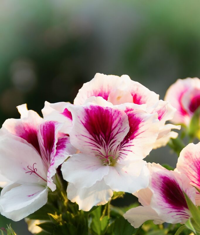geranium, noble geranium, balcony plant, red, white