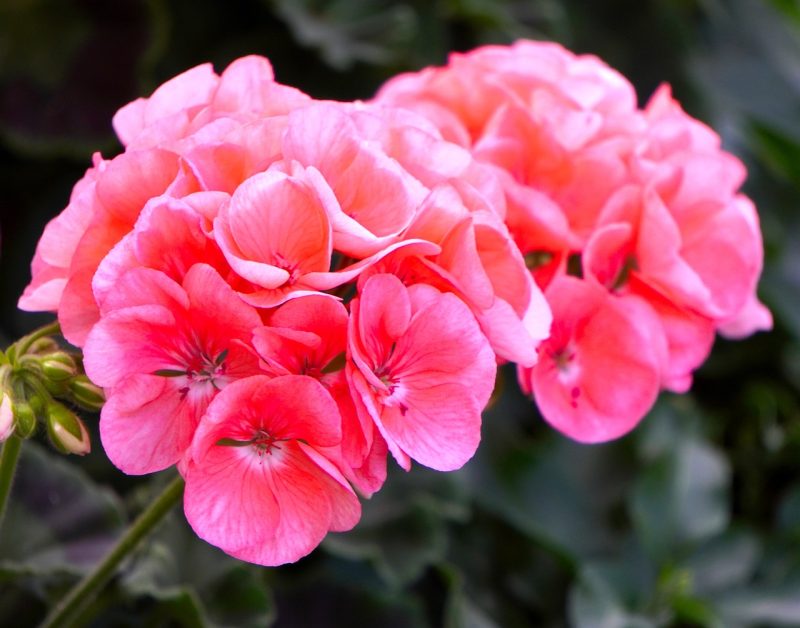 geranium, flower background, blossom