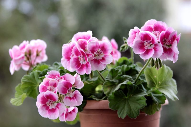 sardinia, geranium, pink