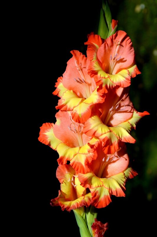 gladiolus, gladidus, butterfly greenhouse, sword flower, flower wallpaper, blossom, flower background, beautiful flowers, bloom, flower, plant, nature
