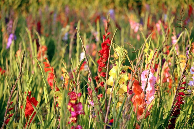 gladiolus, the golden hour, gladiolus field, multicoloured, plant, nature, summer, to dye, colorful flowers, summer flowers, gladiolus, gladiolus, gladiolus, gladiolus, gladiolus