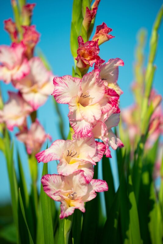 gladiolus, flower background, flower