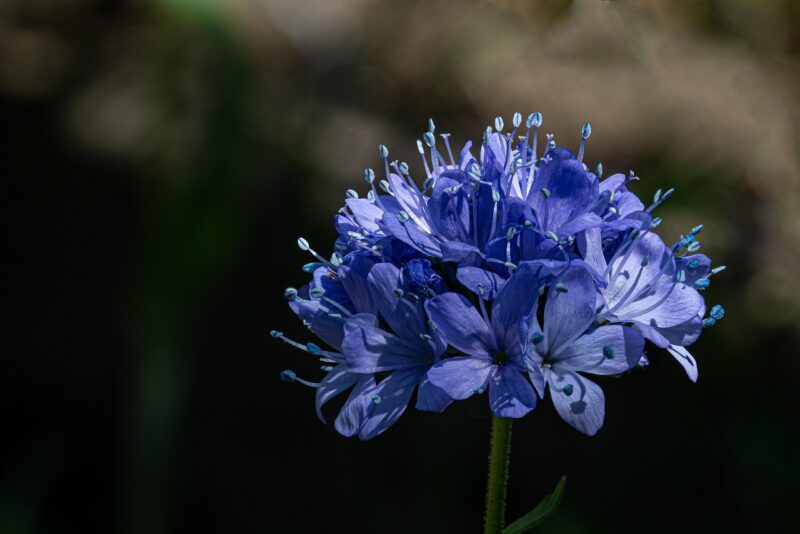 blue thimble flowers, blue flowers, garden, gilia capitata, nature, macro, gilia capitata, gilia capitata, gilia capitata, gilia capitata, gilia capitata