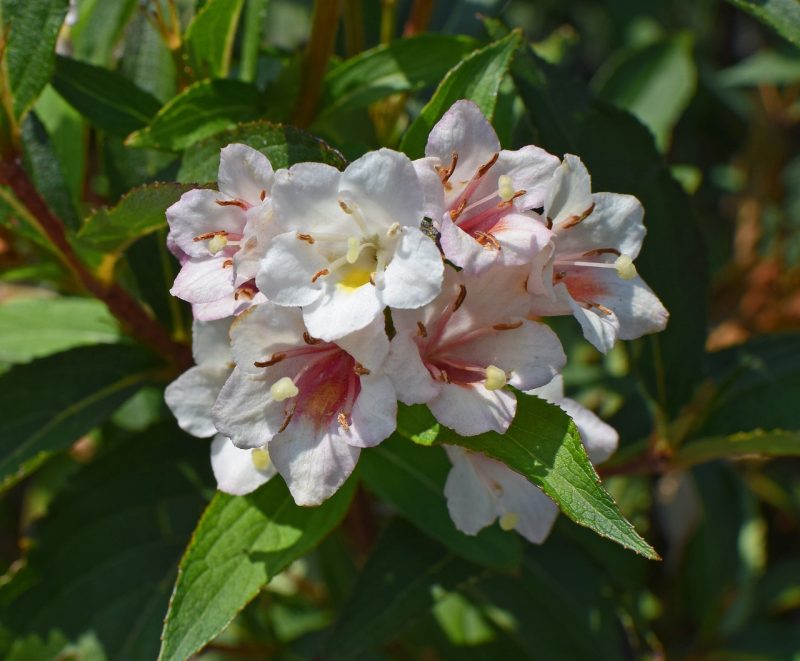 abelia, flower, blossom