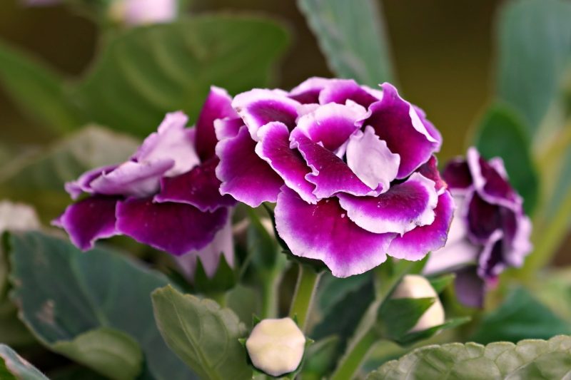 gloxinia, flower wallpaper, flower background