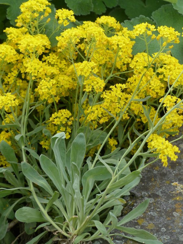 stone herb, blossoms, yellow