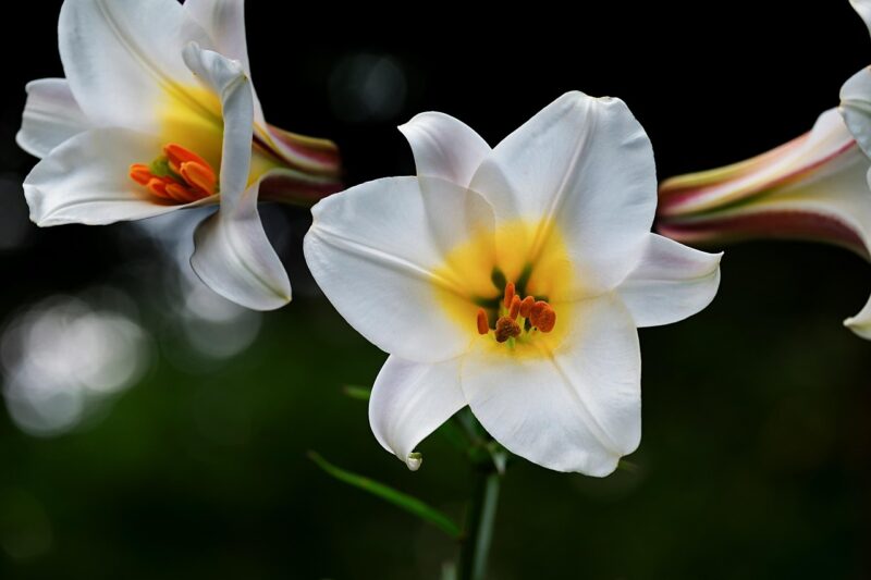 david-lily, lily, white, blossoms, lilium davidii, plant, liliaceae, bloom, nature, botanical, botany, decorative, flora, petals, lily, lily, lily, lily, lily