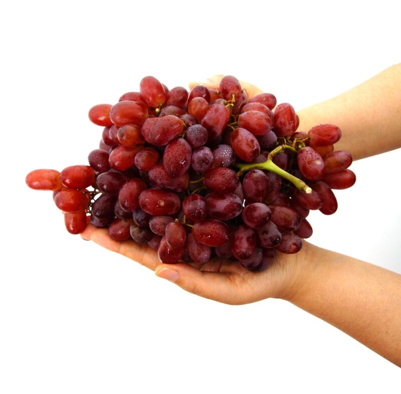 grape, in the hands of the grape, hand, gift, fruit, freshness, bunch of grapes