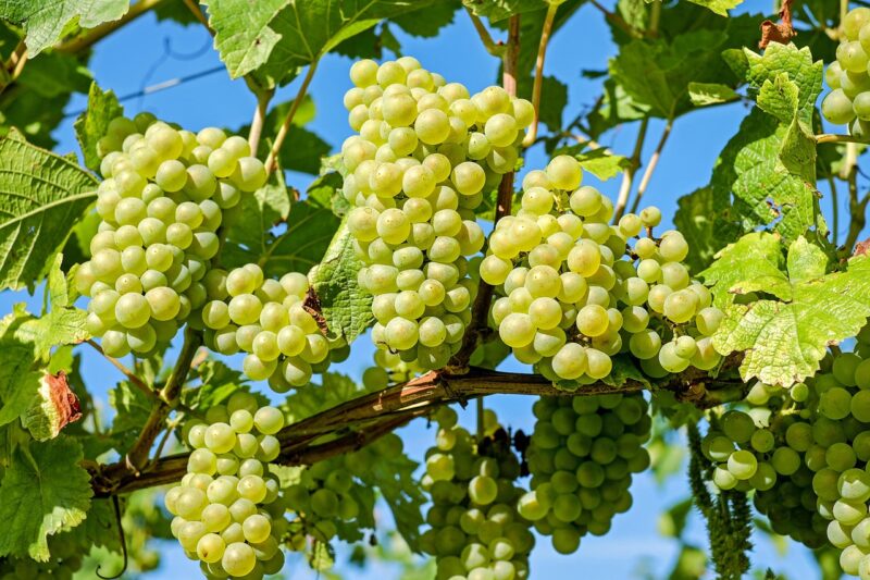 grapes, vines, grapevine, vineyard, fruits, organic, produce, harvest, viticulture, winegrowing, rebstock, cultivation, farming, agriculture, nature, green grapes, ripe, ripe grapes, healthy, vineyard, vineyard, vineyard, fruits, fruits, fruits, fruits, fruits, harvest, farming, farming, farming, agriculture, agriculture, agriculture, agriculture
