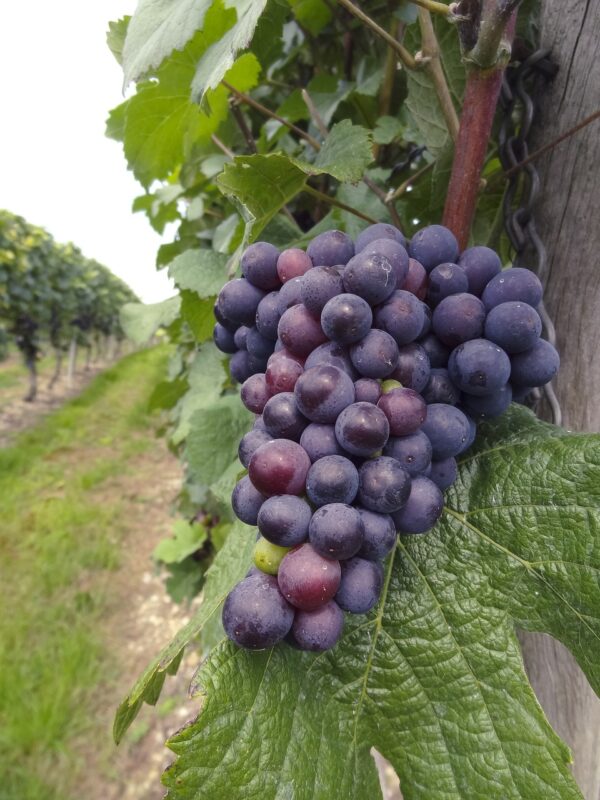 wine, vine, grape, wine growing, grapes, grapes, grapes, grapes, grapes, grapes