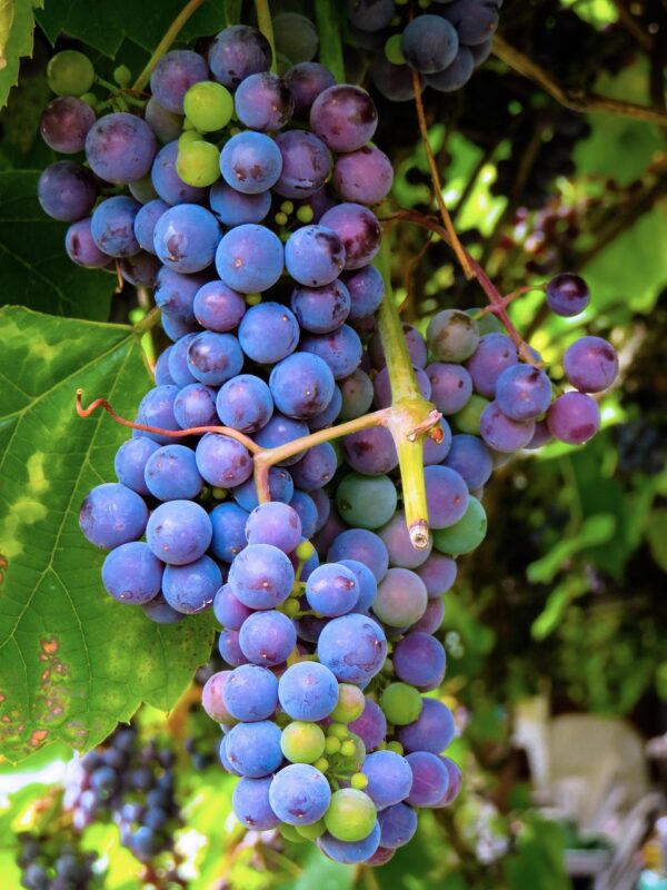 meal, food, grapes, fruit, grape, vine, healthy, blue grape, grapes, grapes, grapes, grapes, grapes, grape