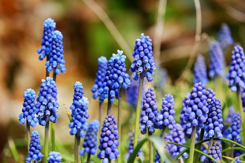 grape hyacinth, blossom, bloom