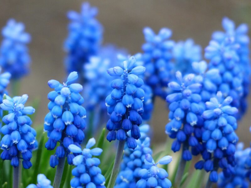 grape hyacinth, common grape hyacinth, blossom