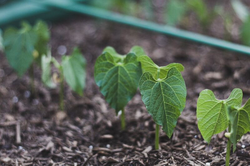 beans, leaf, nature, food, bush bean, bean plant, bean, vegetable gardening, vegetable, raised bed, sprouts, green, growing, grow, garden, green leaves, bean sprout, soil, container garden