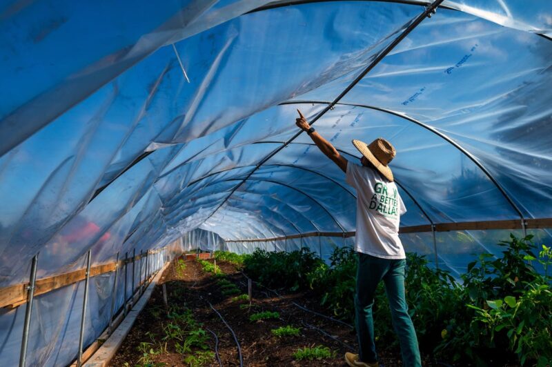 A gardener in a hat points upwards inside a plastic-covered greenhouse tunnel filled with plants.