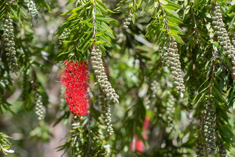 grevillea, flower background, flower, bloom, spring, flora, beautiful flowers, native, red, flower wallpaper, australian, nature, wildflower, proteaceae