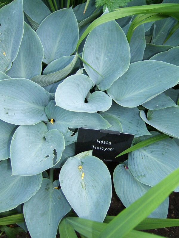 Halcyon Hosta