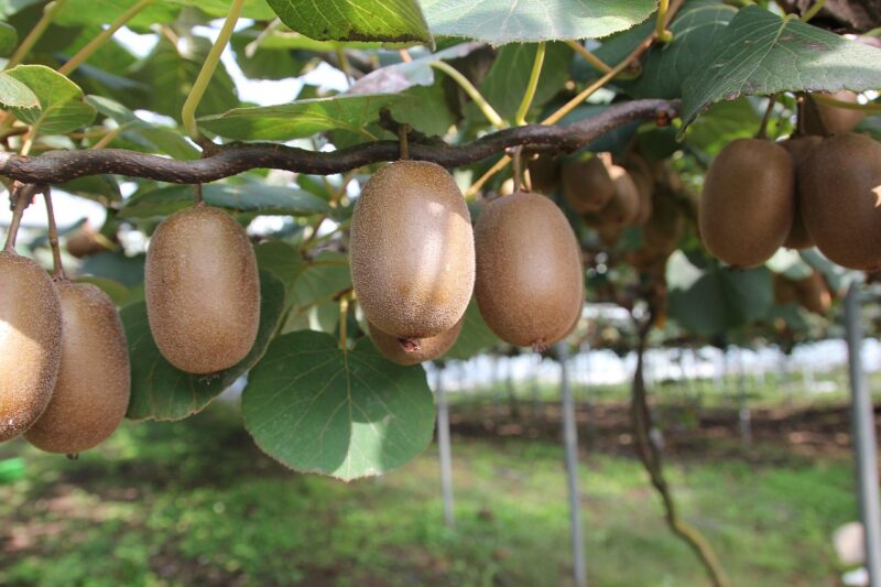 kiwi, fruit, chrysanthemum, gold kiwi, kiwi tree, kiwi, kiwi, kiwi, kiwi, kiwi