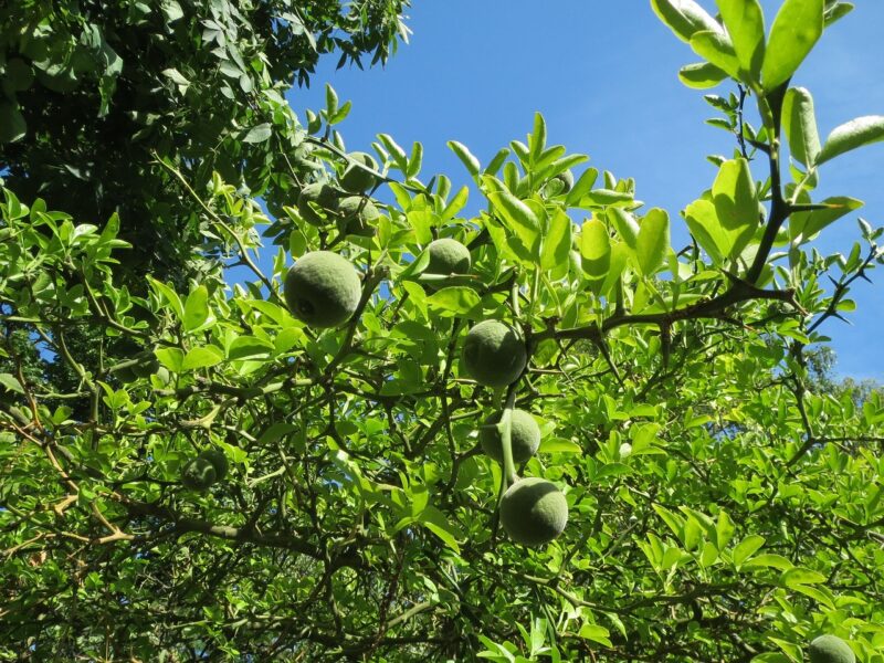 citrus trifoliata, trifoliate orange, poncirus trifoliata, chinese bitter orange, hardy orange, tree, plant, flora, nature, fruit, botany, poncirus trifoliata, poncirus trifoliata, poncirus trifoliata, poncirus trifoliata, poncirus trifoliata, hardy orange