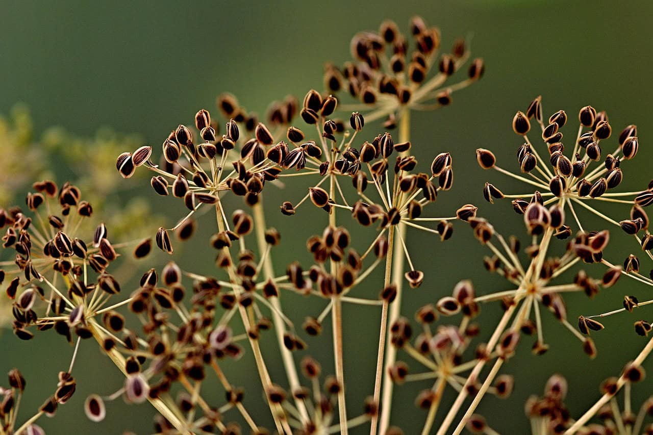 Harvesting Dill Seed