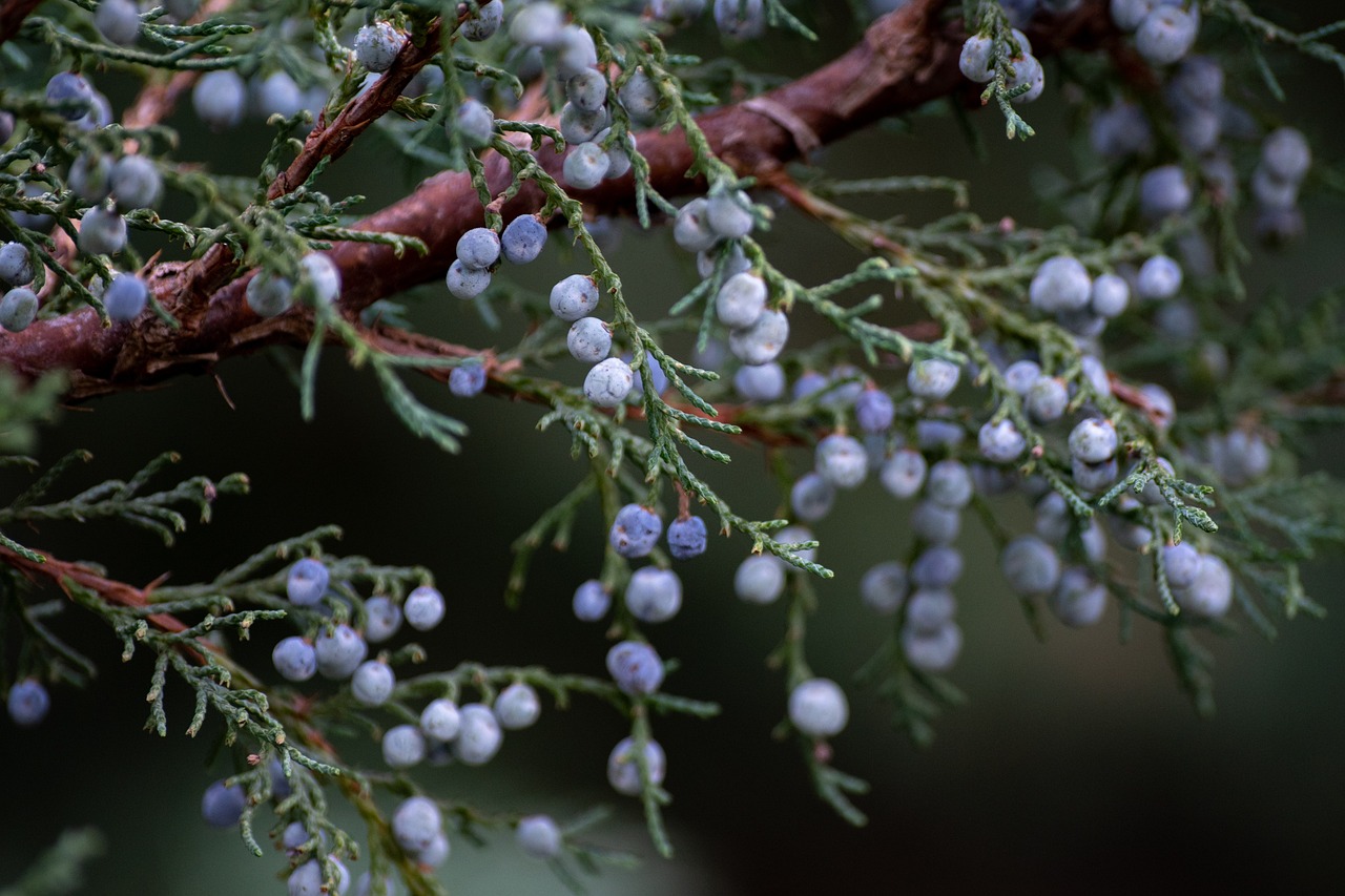 Harvesting Juniper Berries