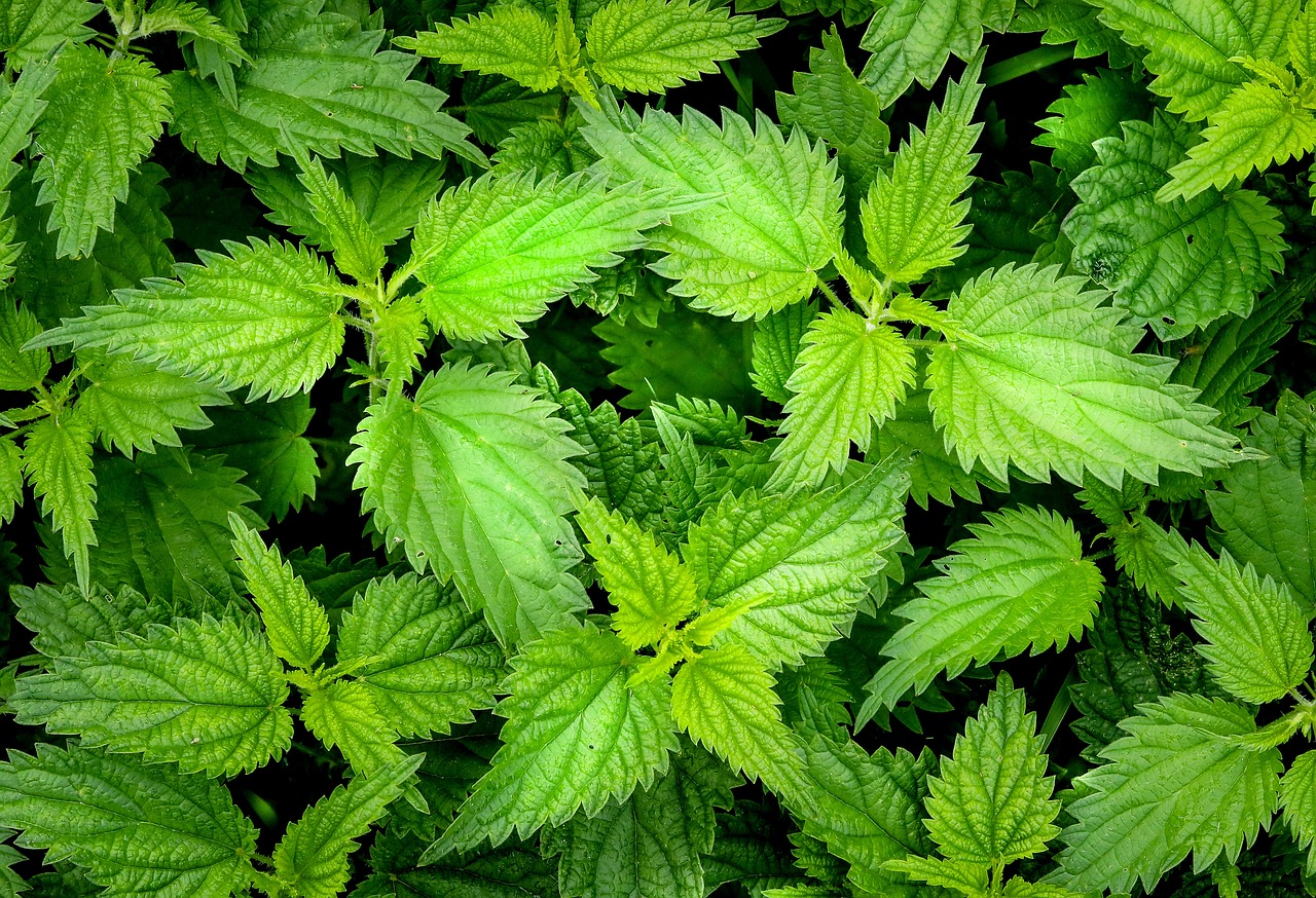 Harvesting Nettles