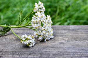 Harvesting Yarrow