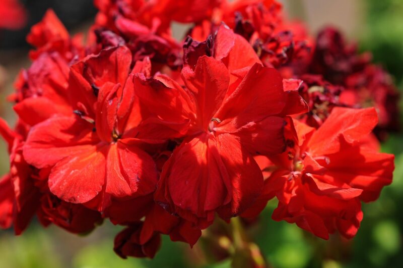 cranesbill, flowers, plant, geranium, flower wallpaper, red flowers, flower background, petals, bloom, nature, beautiful flowers, closeup