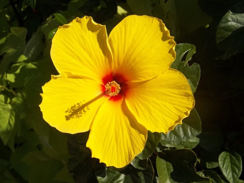 hibiscus, yellow, flower