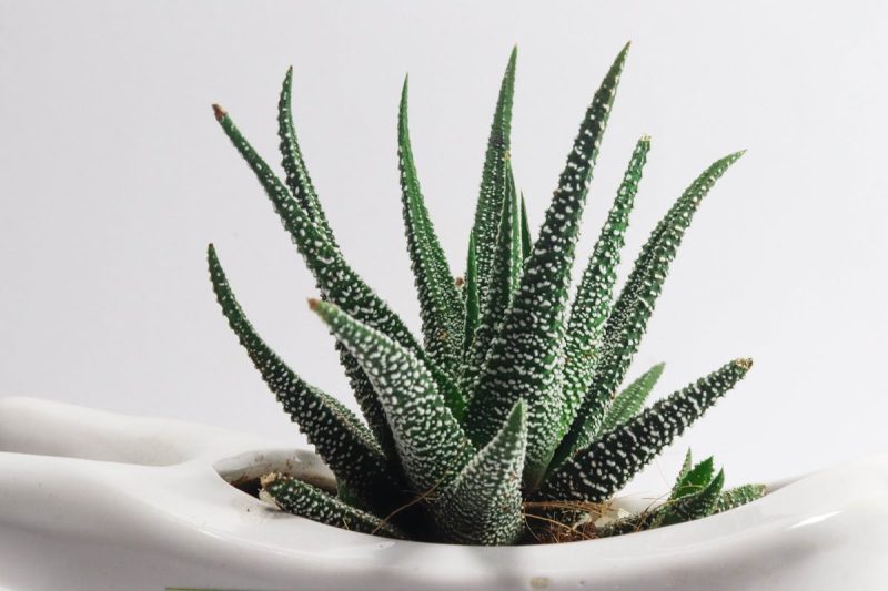 Shallow Focus Photo of Aloe Vera Plants