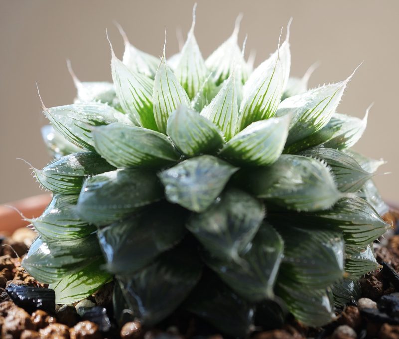 haworthia cooperi, haworthia, suculenta dos diamantes