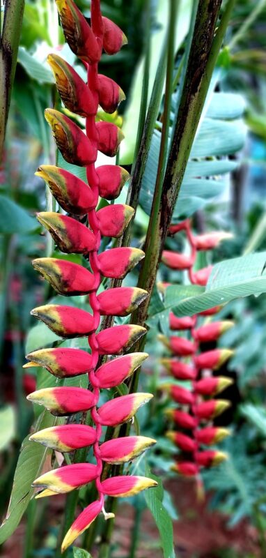 plant, heliconia rostrata, botany