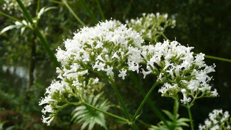 valeriana officinalis, garden valerian, garden heliotrope, all-heal, wildflower, flora, botany, blossom, macro, plant, species, valeriana officinalis, valeriana officinalis, valeriana officinalis, valeriana officinalis, valeriana officinalis
