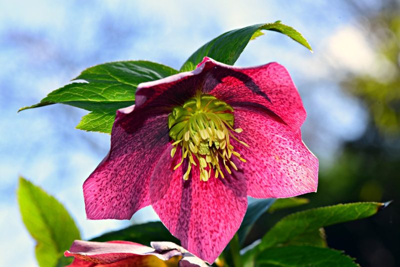 christmas rose, flower, plant