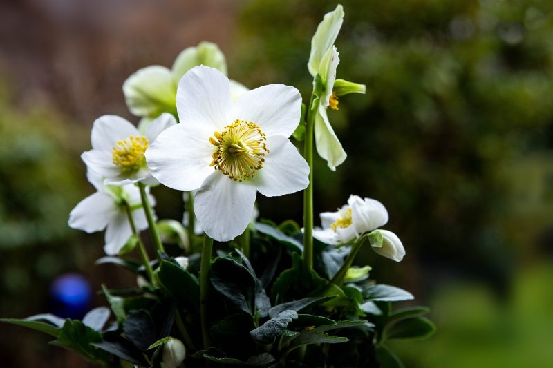 flower, helleborus niger, beautiful flowers