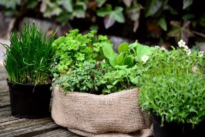 Harvesting Herbs