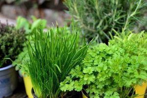 Best Potting Mix for Herbs