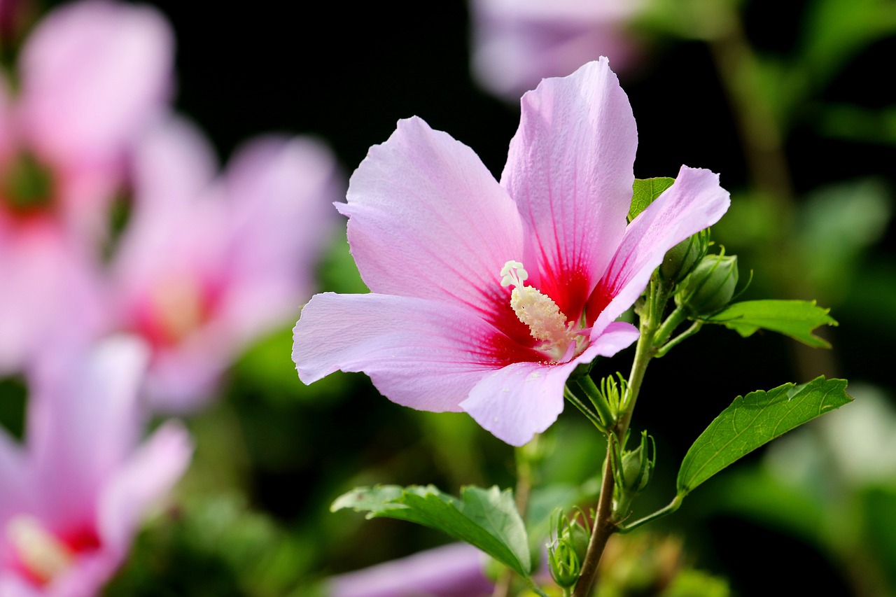 Propagating Hibiscus From Cuttings